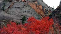 Zion National Park Tours