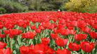 Ottawa Tours