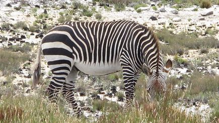 3-Day South Africa Cape Town, Stellenbosch, Hermanus Multiple Experience Tour 3-Day South Africa Cape Town, Stellenbosch, Hermanus Multiple Experience Tour