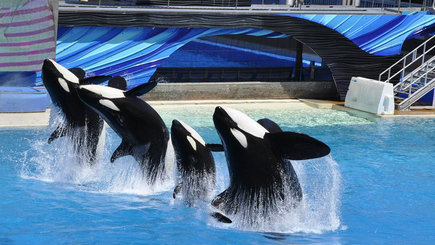 7-Day San Francisco, Yosemite, Silicon Valley, Los Angeles, Disneyland, Universal Studio, Sea World Happy Tour