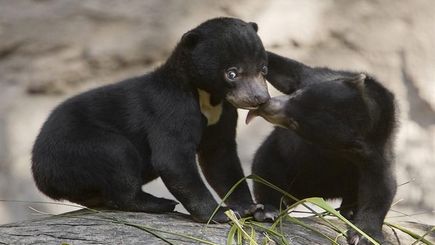 1 Día de EL FABULOSO ZOO DE SAN DIEGO: TODO EL DÍA CONVIVIENDO CON LOS ANIMALES 1 Día de EL FABULOSO ZOO DE SAN DIEGO: TODO EL DÍA CONVIVIENDO CON LOS ANIMALES