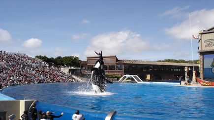 1 Día: Tour de Sea World 1 Día: Tour de Sea World