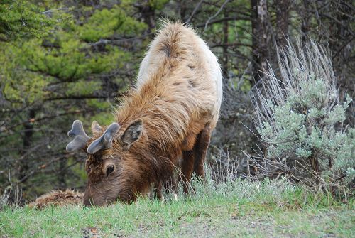 9 D�as por Yellowstone, Salt Lake City, Mt. Rushmore, South Dakota, La Torre Devil, Gran Teton, el Lago Tahoe saliendo de San Francisco (Con traslado del aeropuerto y el tour por San Francisco)