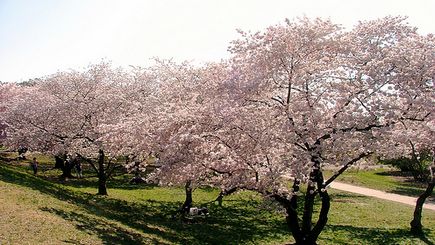 2 Días por los cerezos de DC, Annapolis y el Acuario saliendo de Nueva York