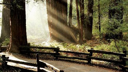 1 D&iacute;a: Muir Woods y Sausalito