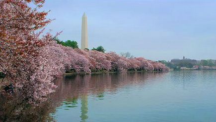 2 D�as por los cerezos de Washington y el Pent�gono saliendo de Nueva York