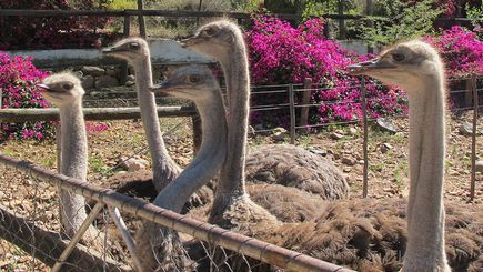 4-Day Cape Town, Mossel Bay, Tsitsikamma, Oudtshoorn Garden Route Adventure Tour 4-Day Cape Town, Mossel Bay, Tsitsikamma, Oudtshoorn Garden Route Adventure Tour