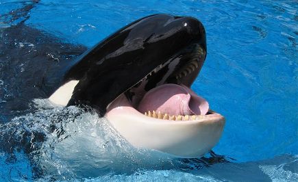 2 Días - Parques Temáticos en Orlando (Seaworld + Aquatica) **Servicio de Transfer de Ida y Vuelta Miami-Orlando** 2 Días - Parques Temáticos en Orlando (Seaworld + Aquatica) **Servicio de Transfer de Ida y Vuelta Miami-Orlando**