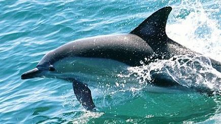 Port Stephens Dolphin Watching Tour