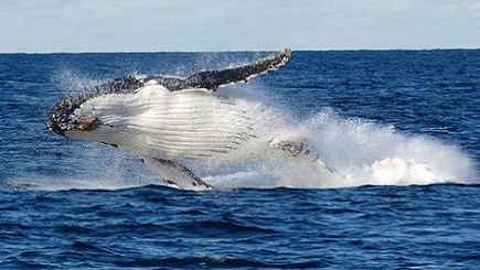 Port Stephens Dolphin Watching Tour with Lunch