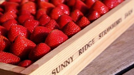 Mornington Peninsula Tour with Strawberry Farm