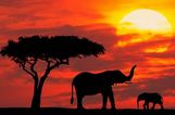Kenya Tours