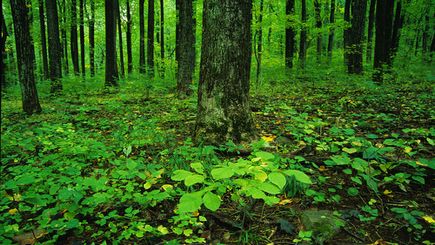 Historic Trails & Blue Ridge Mountains with Special Civil War Departure