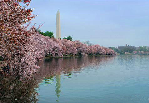 2-Day DC Cherry Blossoms, Annapolis and Aquarium Tour from New York