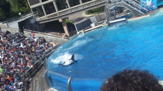 1-Day San Diego - Sea World Tour