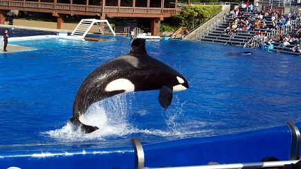7-Day Bus Tour Package to Grand Canyon South, Las Vegas, Palm Springs Outlet, Sea World, Universal Studios from Los Angeles