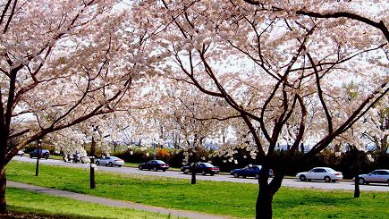 1-Day Washington D.C. Cherry Blossom Tour with Cruise Ride