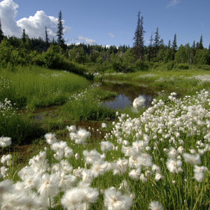 Alaska & The Yukon