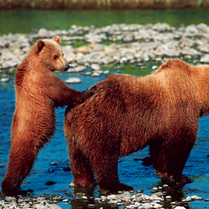 Alaskan Adventure with Alaska Cruise Extension