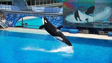 11-Day Bus Tour Package to San Francisco, Yosemite, Las Vegas, Grand Canyon South, Palm Springs Outlet, Sea World, Universal Studios from Los Angeles - 3 nights in Las Vegas (with LAX airport transfers)