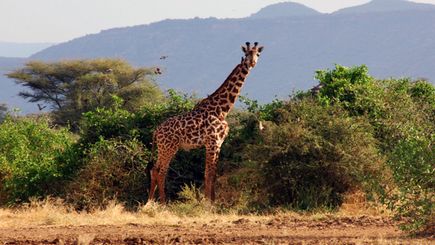 Great Parks of Kenya with Mount Kenya