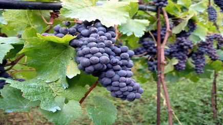 8-Day Bus Tour to Wine Country, Yosemite, Monterey, Santa Barbara, Los Angeles and San Deigo from San Francisco