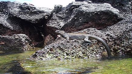 Cruising The Galapagos On Board The Santa Cruz with Peru, Ecuador's Amazon & Peru's Amazon