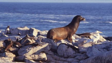 6-Day Islas Galápagos Tour (Baltra Island Departure) 6-Day Islas Galápagos Tour (Baltra Island Departure)