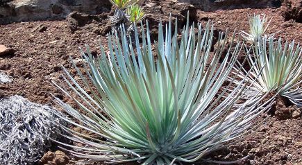 Half Day Central Maui Tour to Haleakala and Iao Valley