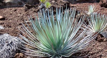 Recorrido de Medio D�a de Maui a Haleakala y Iao Valley