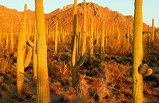 Best of Tucson Day Tour