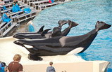 5 Days Grand Canyon, Las Vegas, Sea World Tour Package