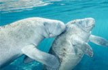 Swim where the Manatees live Tour