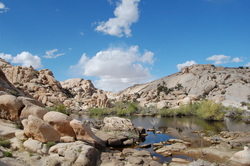 Joshua Tree Adventure