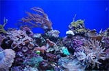 5-Day Yosemite, San Francisco, Sea World Tour Package