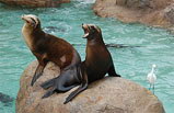 8-Day Yosemite, San Francisco, Grand Canyon, Sea World Tour Package