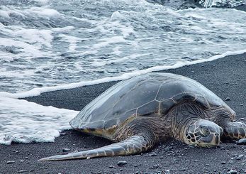 4-Day Deluxe Package Tour to Big Island Hilo 4-Day Deluxe Package Tour to Big Island Hilo