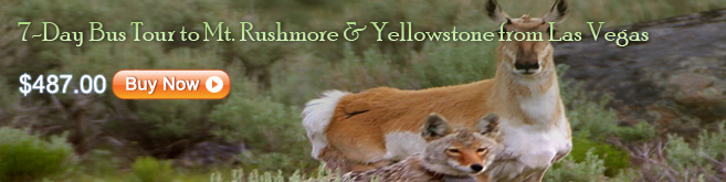 7-Day Bus Tour to Mt. Rushmore & Yellowstone from Las Vegas