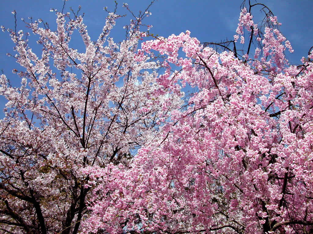 2-Day DC Cherry Blossoms, Annapolis and Aquarium Tour from New York-e