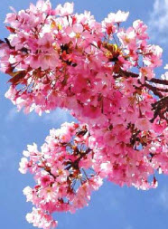 The History of Cherry Blossom Festival