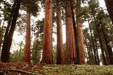 sequoia national park