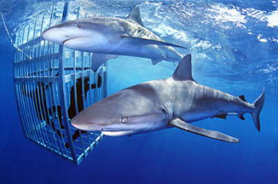 North Shore Shark Cage Adventure Tour