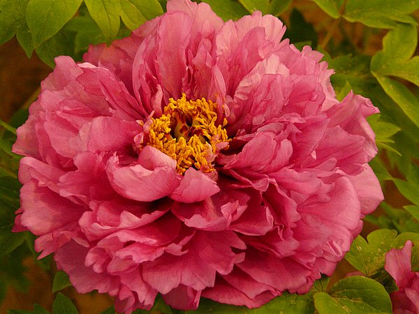 1-Day Boston Flower Show from New York