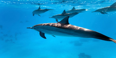 Ride the wave crests with the dolphins in the azure waters of sheltered Port Stephens in Australia!