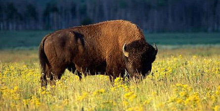Discover Jackson Hole and Grand Teton National park during the best wildlife viewing hours of the day. Photograph a moose or the Tetons in superb light during dawn or dusk.