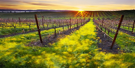 Love Wine? Taste some of the best wine in the world while meandering through Napa Valley, California!