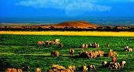 Africa & Middle East Tours