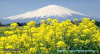 Globus Japan Tours
