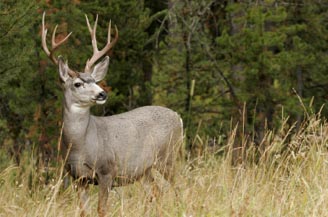 Elk Encounter in Yellowstone National Park�