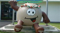 Macadamia Nuts Farm Tours